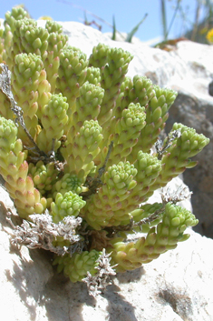 Laconia Stonecrop