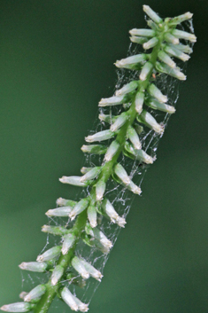 Horizontal Navelwort