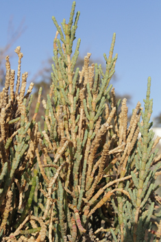 Glaucous Glasswort