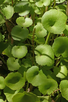 Green Navelwort