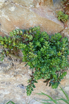 Coastal Stonecrop