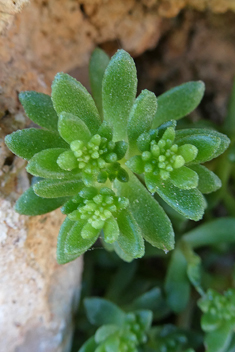 Coastal Stonecrop