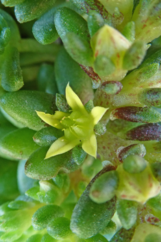 Coastal Stonecrop