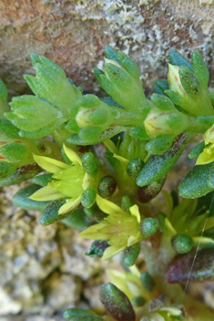 Coastal Stonecrop