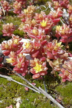 Coastal Stonecrop