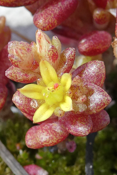 Coastal Stonecrop