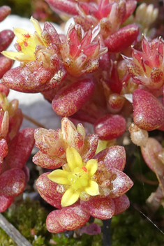 Coastal Stonecrop