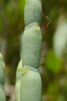 Shrubby Glasswort