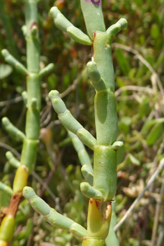 Shrubby Glasswort