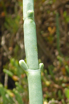 Shrubby Glasswort