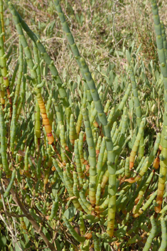 Shrubby Glasswort