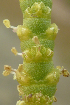 Glaucous Glasswort