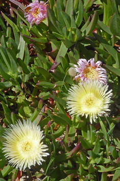 Hottentot-fig