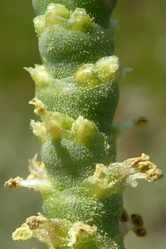 Glaucous Glasswort