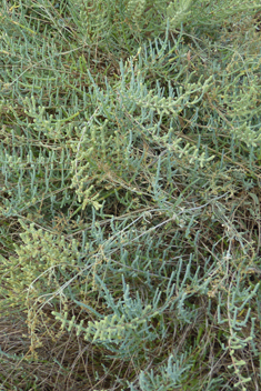 Shrubby Glasswort