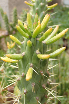 Cane Cactus