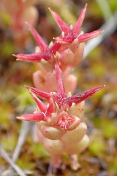 Tufted Stonecrop
