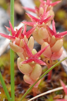 Tufted Stonecrop