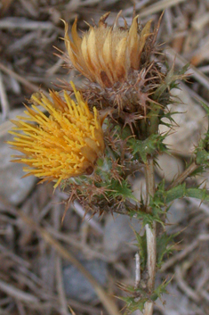 Flat-topped Carline Thistle