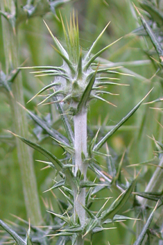 Lamyropsis cynaroides