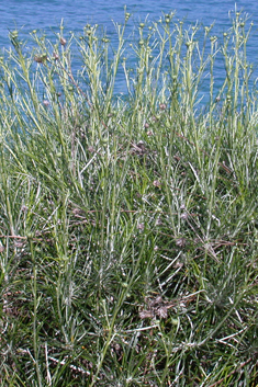 Shrubby Feather-thistle