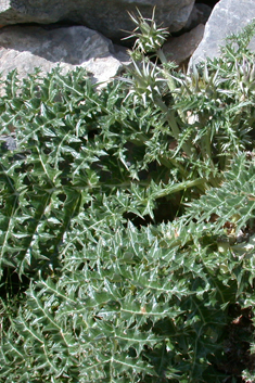 White Cardoon