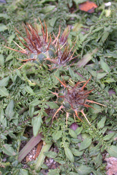 Centaurea raphanina ssp. mixta