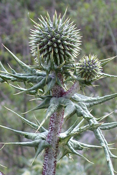 Spiny Globe-thistle