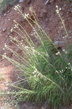 Cudweed Feather-thistle