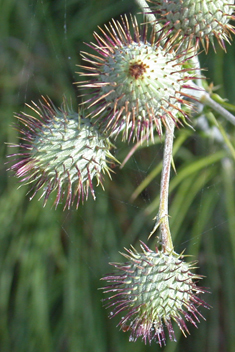 Cudweed Feather-thistle