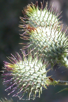 Cudweed Feather-thistle