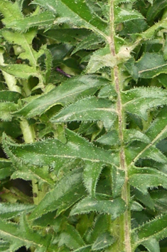 Centaurea raphanina ssp. mixta