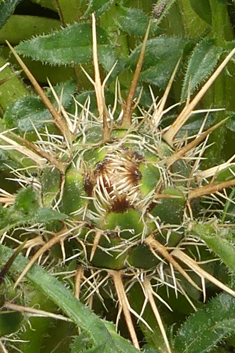 Centaurea raphanina ssp. mixta