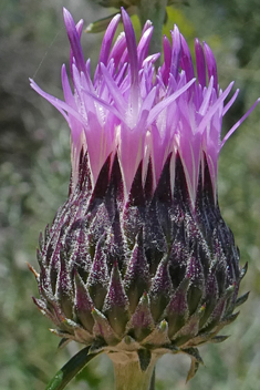 Shrubby Feather-thistle