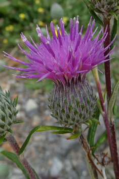 Shrubby Feather-thistle