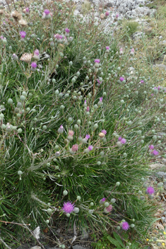 Shrubby Feather-thistle