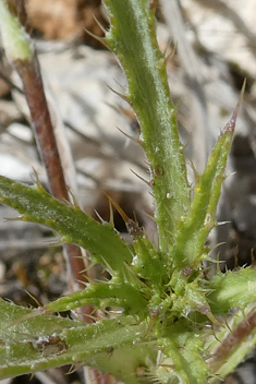 Cage Thistle