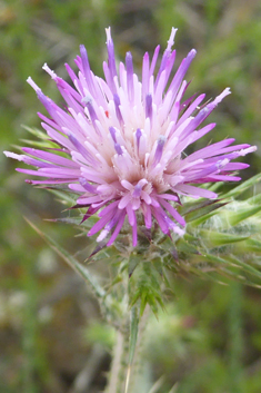 Southern Slender Thistle