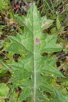 Southern Slender Thistle