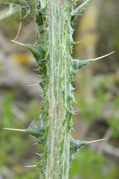 Southern Slender Thistle