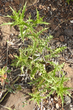 Flat-topped Carline Thistle