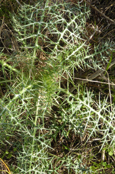 White Cardoon