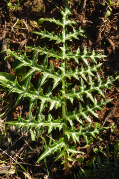 White Cardoon