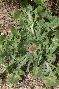 Centaurea seridis ssp. sonchifolia