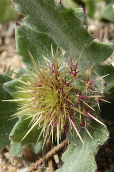 Centaurea seridis ssp. sonchifolia