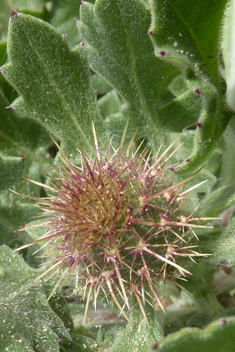 Centaurea seridis ssp. sonchifolia