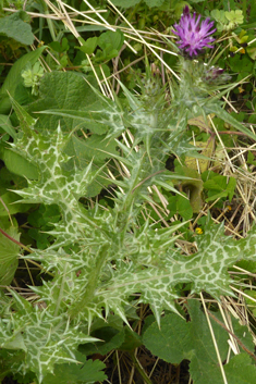 Southern Slender Thistle