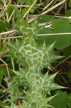 Southern Slender Thistle