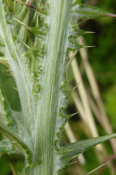 Southern Slender Thistle