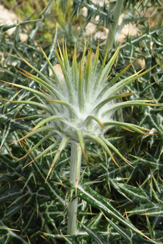 Lamyropsis cynaroides